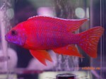 Aulonocara sp. red Rubin