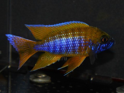 A.jacobfreibergi Mamelela2p-40
