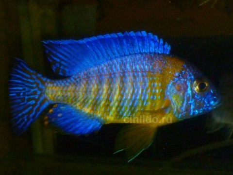 A.st.blue neon2p-50