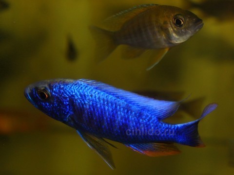 Sciaenochromis fryeri2p-40