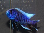 Sciaenochromis fryeri3p-50