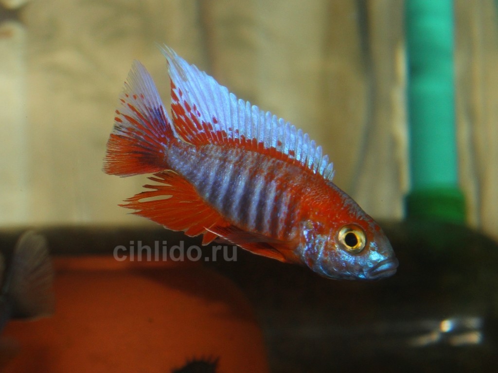 Aulonocara jacobfreibergi Orange (web)