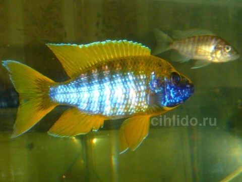 Aulonocara jacobfreibergi Undu Reef