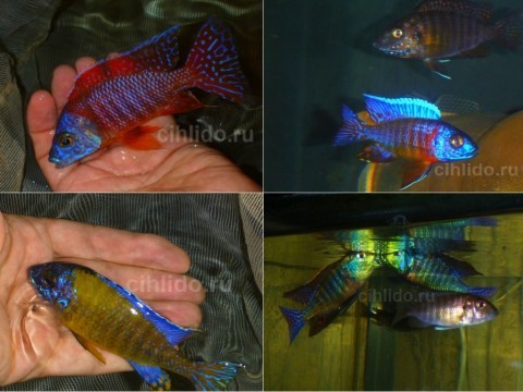 Malawi cichlids
