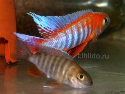 Aulonocara jacobfreibergi Eureka