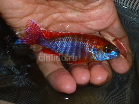 Aulonocara sp. Mamelela red