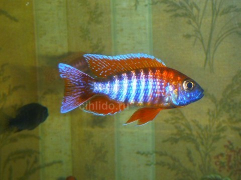 Aulonocara Mamelela red