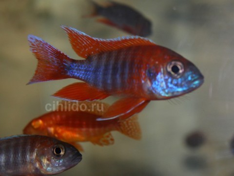 Aulonocara sp. Mamelela red