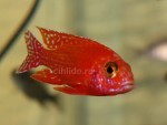 aulonocara orchidea Coral Red