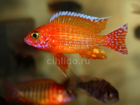Aulonocara sp. Orchidea red