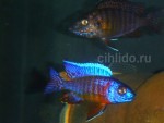 Aulonocara sp. mandarin