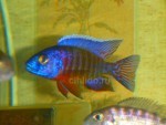 aulonocara Mandarin (sp.select)