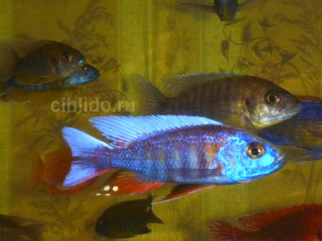 Aulonocara jacobfreibergi blue