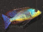 Lethrinops Marginatus red fin male