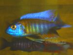 Aulonocara Jacobfreibergi cape maclear