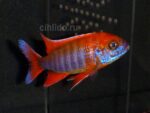 Aulonocara Mamelela red